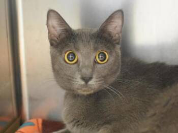 Domestic Short Hair Cats Available for Adoption in Portland, Oregon - Iguanodon | PetCurious