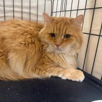 Domestic Long Hair Cats Available for Adoption in Normal, Illinois - Leo | PetCurious