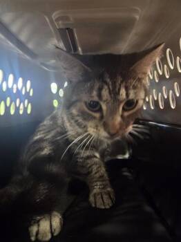 KARI -  Domestic Short Hair Cat for Adoption in Louisville, Kentucky - KARI | PetCurious