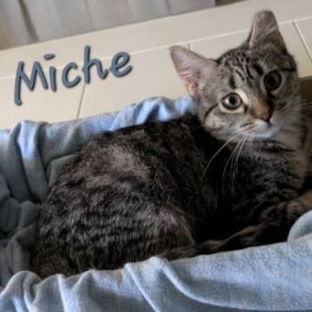 Rescue Domestic Short Hair Cats for Adoption in Layton, Utah - Miche | PetCurious