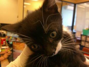 Domestic Medium Hair Cats Available for Adoption in Ocala, Florida - MARIENNE | PetCurious