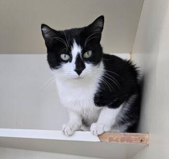 Rescue Domestic Short Hair Cats for Adoption in Mokena, Illinois - Revna | PetCurious