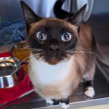 Gretel -  Domestic Short Hair Cat for Adoption in Asheville, North Carolina - Gretel | PetCurious