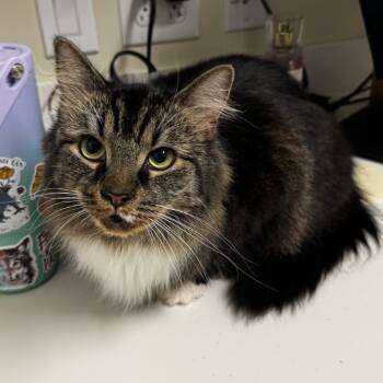 Rescue Domestic Long Hair Cats for Adoption - Savannah | PetCurious