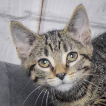 Whoopie Pie -  Tabby and Domestic Short Hair Cat for Adoption in Huntley, Illinois - Whoopie Pie | PetCurious