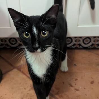 Stacey -  Domestic Short Hair Cat for Adoption in Jupiter, Florida - Stacey | PetCurious