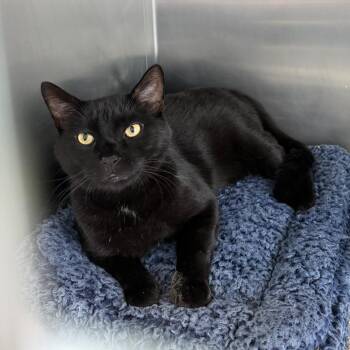 Alfredo -  Domestic Short Hair Cat for Adoption - Alfredo | PetCurious