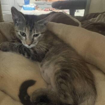 Roxie -  Tabby Cat for Adoption in Lehigh Acres, Florida - Roxie | PetCurious