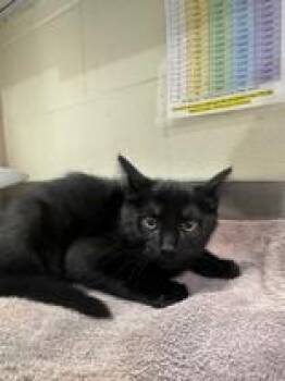 Aye-Aye -  Domestic Short Hair Cat for Adoption in Manitowoc, Wisconsin - Aye-Aye | PetCurious