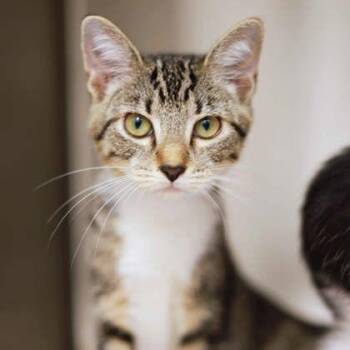 Olivia -  Domestic Short Hair Cat for Adoption in Atlanta, Georgia - Olivia | PetCurious