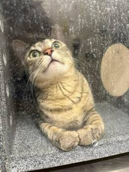 Nirn -  Domestic Short Hair Cat for Adoption in Fruit Heights, Utah - Nirn | PetCurious