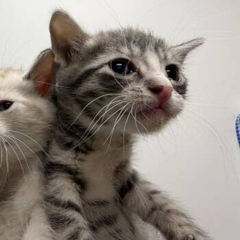 Dutton -  Domestic Short Hair Cat for Adoption in Los Angeles, California - Dutton | PetCurious