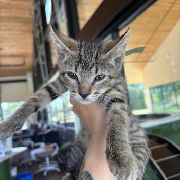 Engineer -  Domestic Short Hair Cat for Adoption in Leander, Texas - Engineer | PetCurious