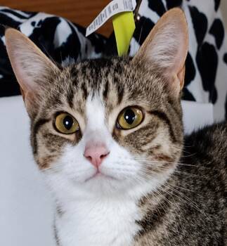 Domestic Short Hair and Tabby Cats Available for Adoption in Cuyahoga Falls, Ohio - Kitten Eenie | PetCurious