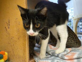 Purrda -  Domestic Short Hair Cat for Adoption in Bossier City, Louisiana - Purrda | PetCurious