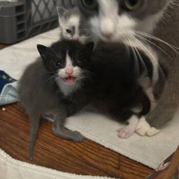 Cardamom -  Domestic Short Hair Cat for Adoption in Waynesville, North Carolina - Cardamom | PetCurious