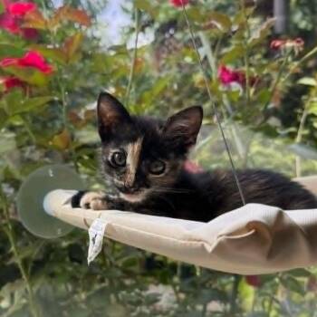 Bambi -  Domestic Short Hair Cat for Adoption in San Jose, California - Bambi | PetCurious