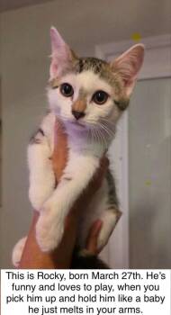 Rocky -  Domestic Short Hair Cat for Adoption in Kannapolis, North Carolina - Rocky | PetCurious