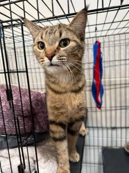 Tabby Cats Available for Adoption in Jackson, Michigan - Willow Pill | PetCurious