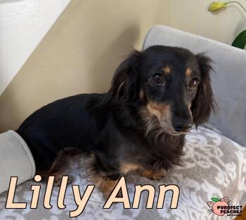 Lilly Ann -  Domestic Long Hair Cat Available for Adoption in Douglasville, Georgia - Lilly Ann | PetCurious