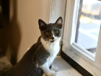 Dorito -  Domestic Short Hair Cat for Adoption in Fairhope, Alabama - Dorito | PetCurious