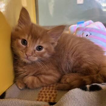 Domestic Medium Hair Cats Available for Adoption in Abilene, Texas - Kato | PetCurious