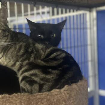 B-Mo -  Domestic Short Hair Cat for Adoption in Holly, Michigan - B-Mo | PetCurious