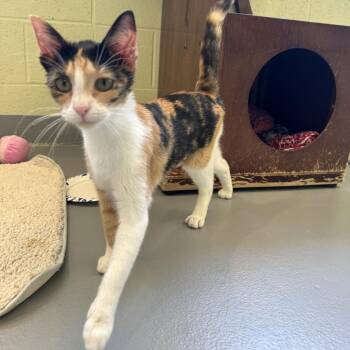 Domestic Short Hair Cats Available for Adoption in Charlottesville, Virginia - Miso | PetCurious