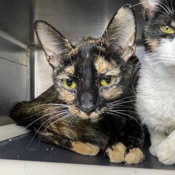 Rescue Domestic Short Hair Cats for Adoption in Roanoke, Virginia - Indie | PetCurious