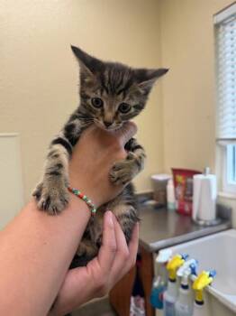 NOAH -  Domestic Short Hair Cat for Adoption in Fort Myers, Florida - NOAH | PetCurious