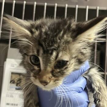 Knell -  Domestic Short Hair Cat for Adoption in Salt Lake City, Utah - Knell | PetCurious