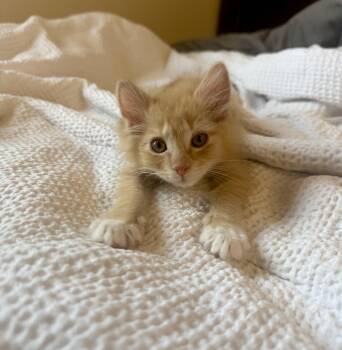 Einstein -  Domestic Short Hair Cat for Adoption in Greenville, South Carolina - Einstein | PetCurious