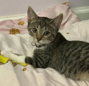 Rescue Domestic Short Hair and Tabby Cats for Adoption in Lemont, Illinois - Masa | PetCurious