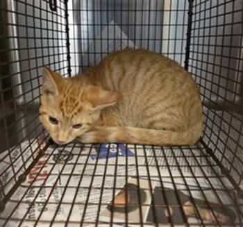 HANDSOME 1 -  Domestic Short Hair Cat for Adoption in Houston, Texas - HANDSOME 1 | PetCurious