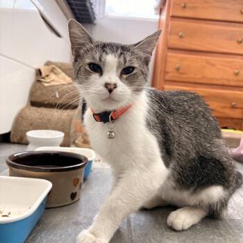 Mama -  Domestic Short Hair Cat for Adoption in Villa Park, California - Mama | PetCurious