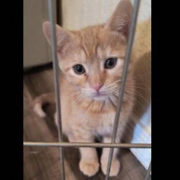 Domestic Short Hair Cats Available for Adoption in Prescott, Arizona - Daphne | PetCurious