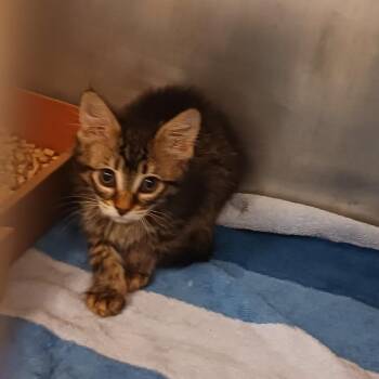 Domestic Medium Hair Cats Available for Adoption in Nashville, Tennessee - Tootsie Pop | PetCurious