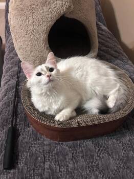 Laris -  Domestic Long Hair Cat for Adoption in Mokena, Illinois - Laris | PetCurious