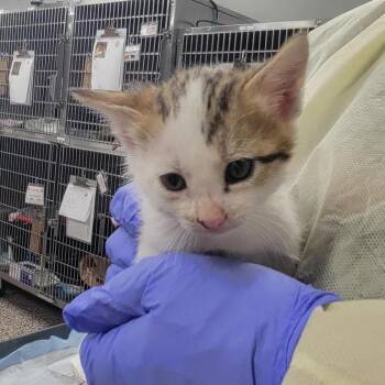 Cyan -  Domestic Short Hair Cat for Adoption in Salt Lake City, Utah - Cyan | PetCurious