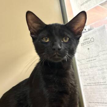 Merle -  Domestic Short Hair Cat for Adoption in Sonora, California - Merle | PetCurious
