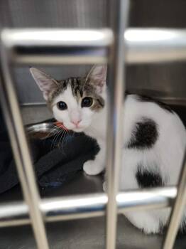 Brownie -  Domestic Short Hair Cat for Adoption in Kingman, Arizona - Brownie | PetCurious