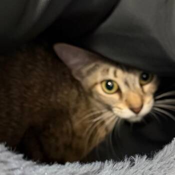 Rebel -  Domestic Short Hair Cat for Adoption in Port Charlotte, Florida - Rebel | PetCurious