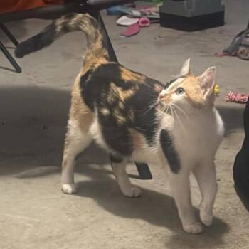 Miss Kitty -  Domestic Short Hair Cat for Adoption in Chanute, Kansas - Miss Kitty | PetCurious