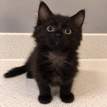 Obsidian -  Domestic Medium Hair Cat for Adoption in Homer Glen, Illinois - Obsidian | PetCurious