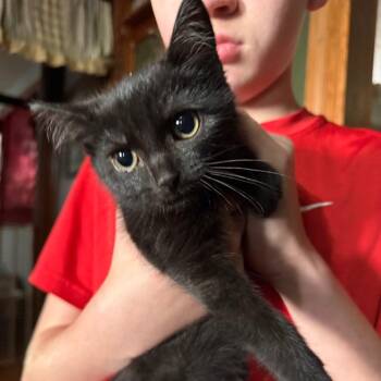 Marvie -  Domestic Short Hair Cat for Adoption in Lancaster, Ohio - Marvie | PetCurious