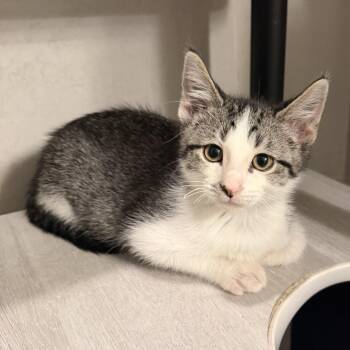 Jackee -  Domestic Short Hair Cat for Adoption in Leander, Texas - Jackee | PetCurious