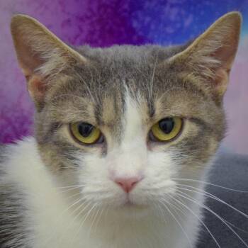 Rescue Tabby and Domestic Short Hair Cats for Adoption in Huntley, Illinois - Martina | PetCurious