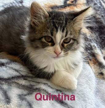Rescue Domestic Medium Hair Cats for Adoption in Saint Francisville, Louisiana - Quintina | PetCurious