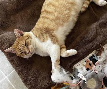 Gary -  Domestic Short Hair Cat for Adoption in Chalfont, Pennsylvania - Gary | PetCurious