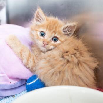 Pikachu -  Domestic Long Hair Cat Available for Adoption in Los Angeles, California - Pikachu | PetCurious